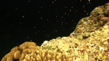 【沖縄・砂辺周辺】4月〜6月限定開催！神秘的サンゴの産卵ナイトファンダイビング（No.102）