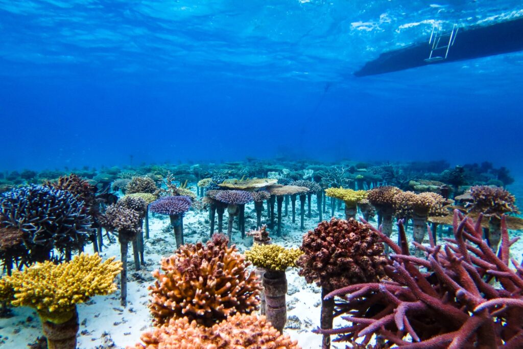沖縄の綺麗な海と珊瑚礁