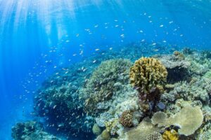 沖縄・恩納村の海で見られるサンゴ礁
