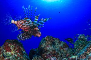 沖縄・恩納村で見られる深海魚