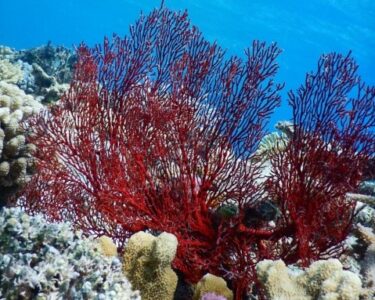 嘉比島　海の中　赤いサンゴ