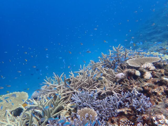 八重干瀬　海の中　サンゴ　魚
