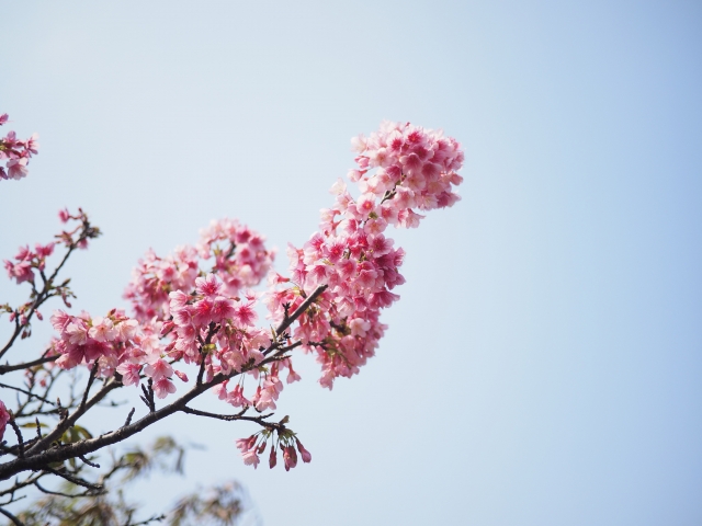 沖縄の春、緋寒桜、サクラ